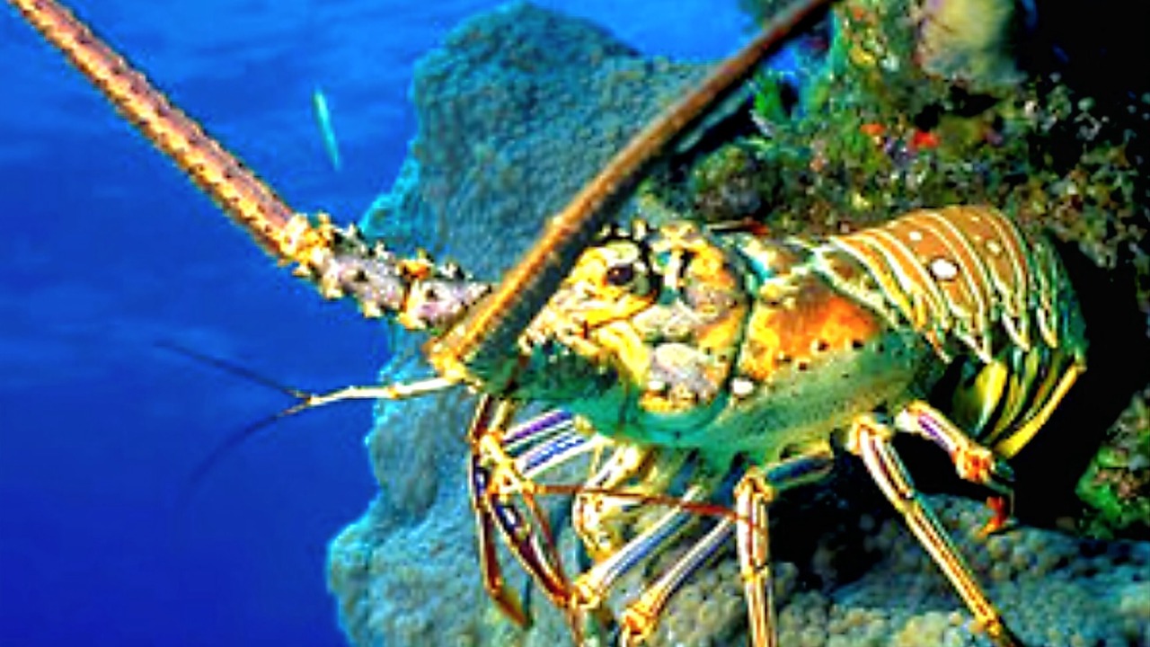 Photo of Others in Rock Harbor