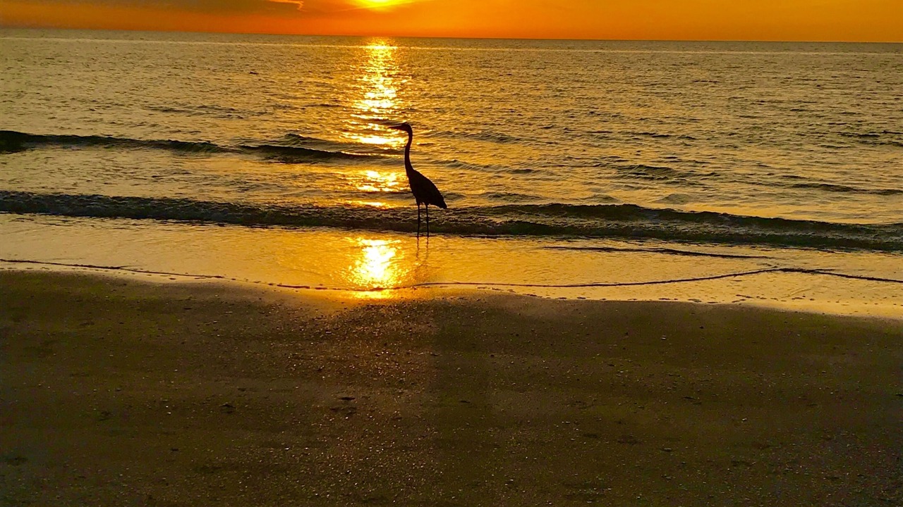 Photo of Others in Indian Shores
