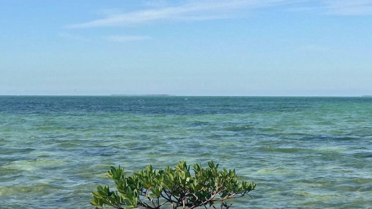 Photo of Others in Islamorada