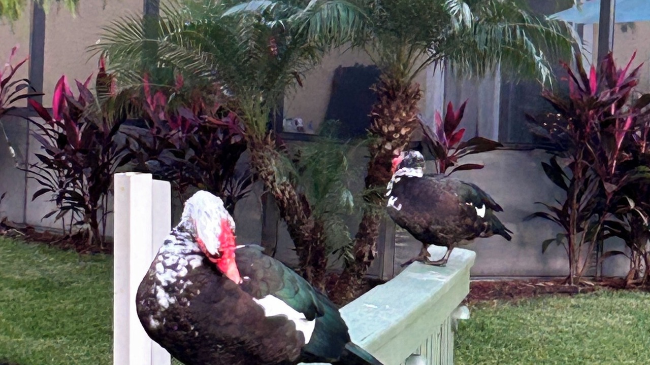 Photo of Outdoor in Kissimmee