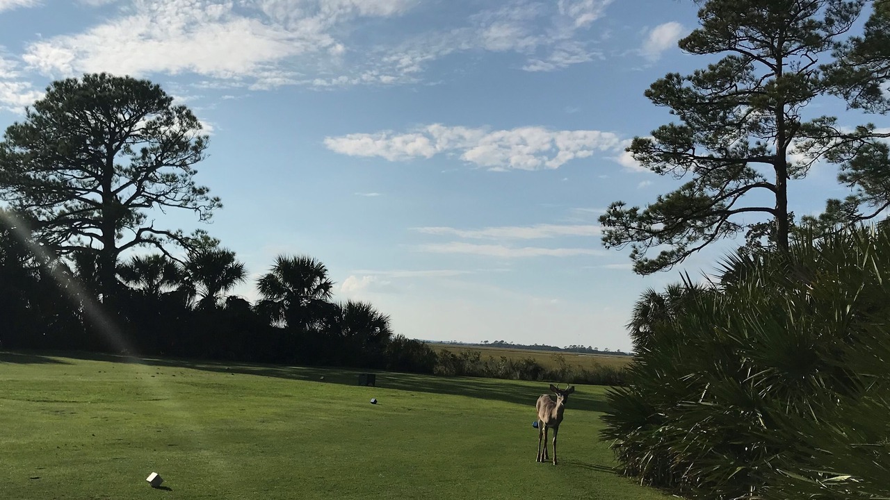 Photo of Others in Saint Helena Island