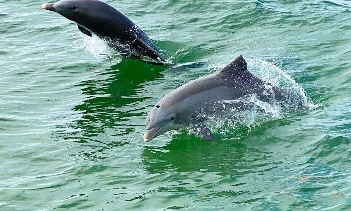 Photo of Others in Key Largo