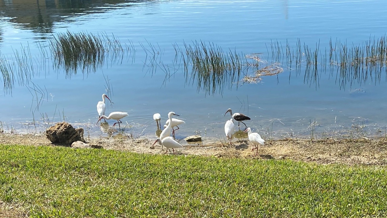 Photo of Others in Imperial Golf Estates