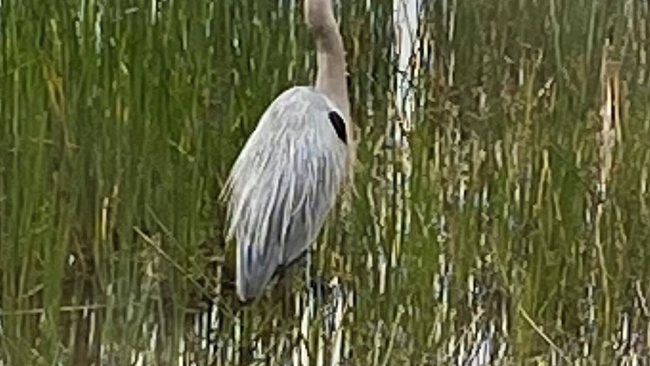 Photo of Others in Imperial Golf Estates