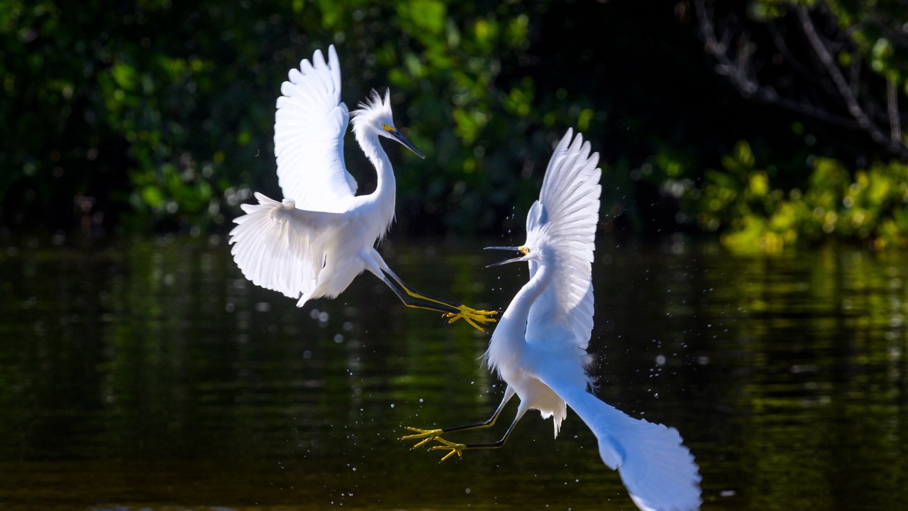 Photo of Others in Sanibel