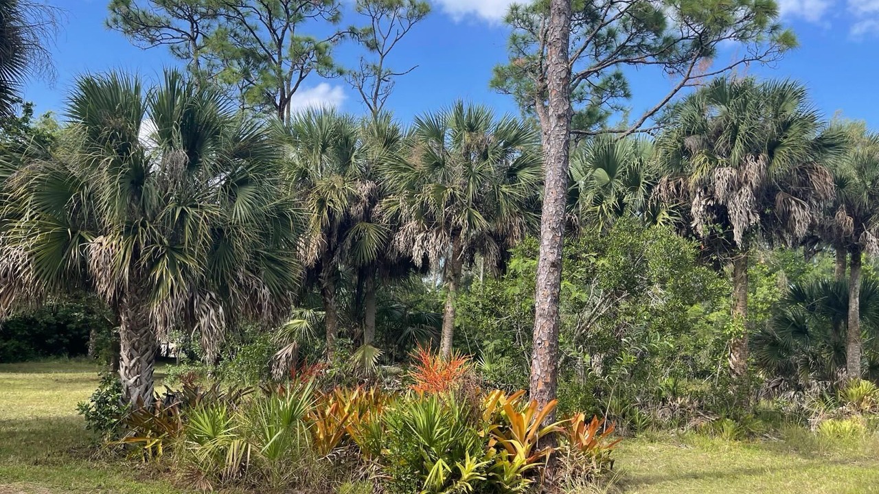 Photo of Outdoor in Saint James City