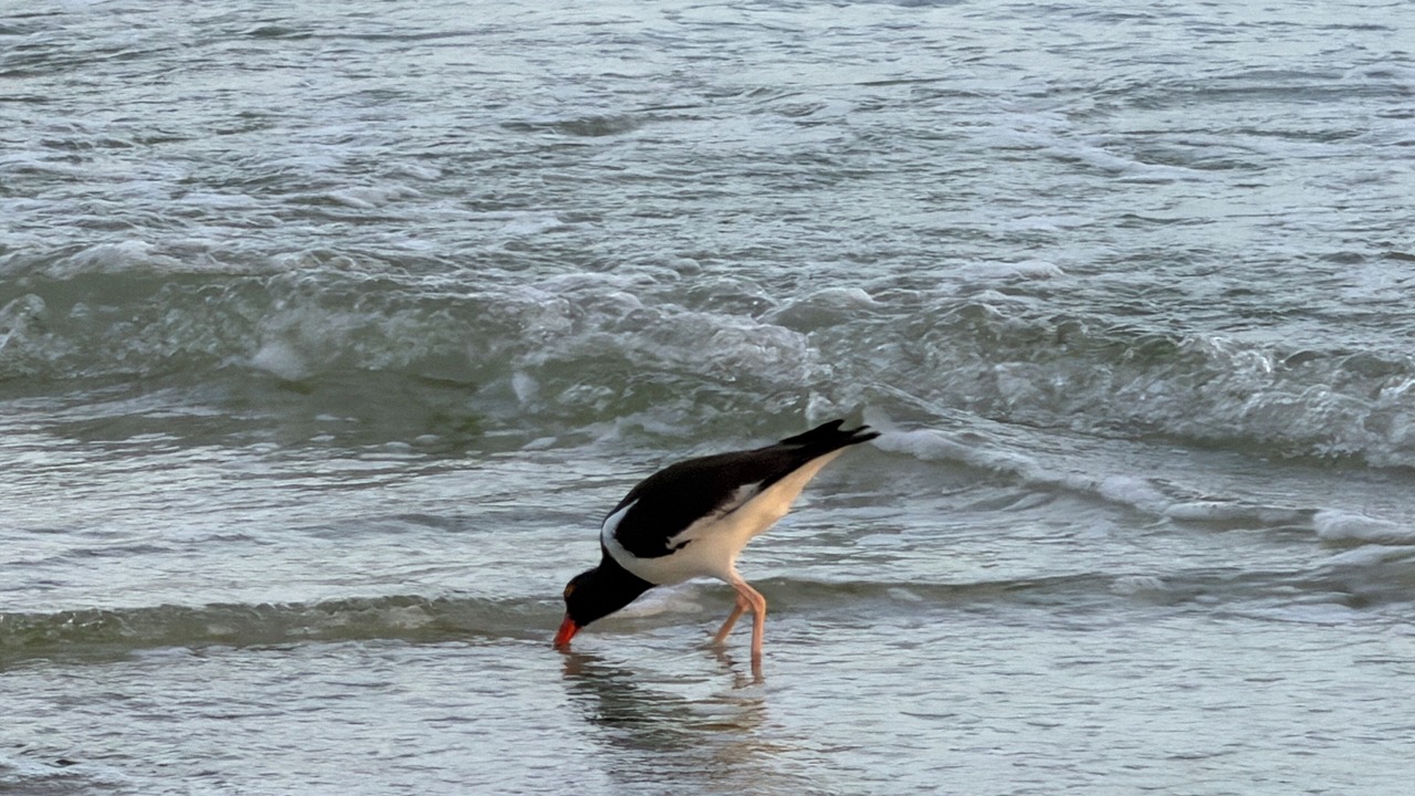 Photo of Others in Mid Island
