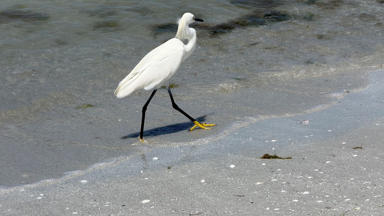 Photo of Others in Mid Island
