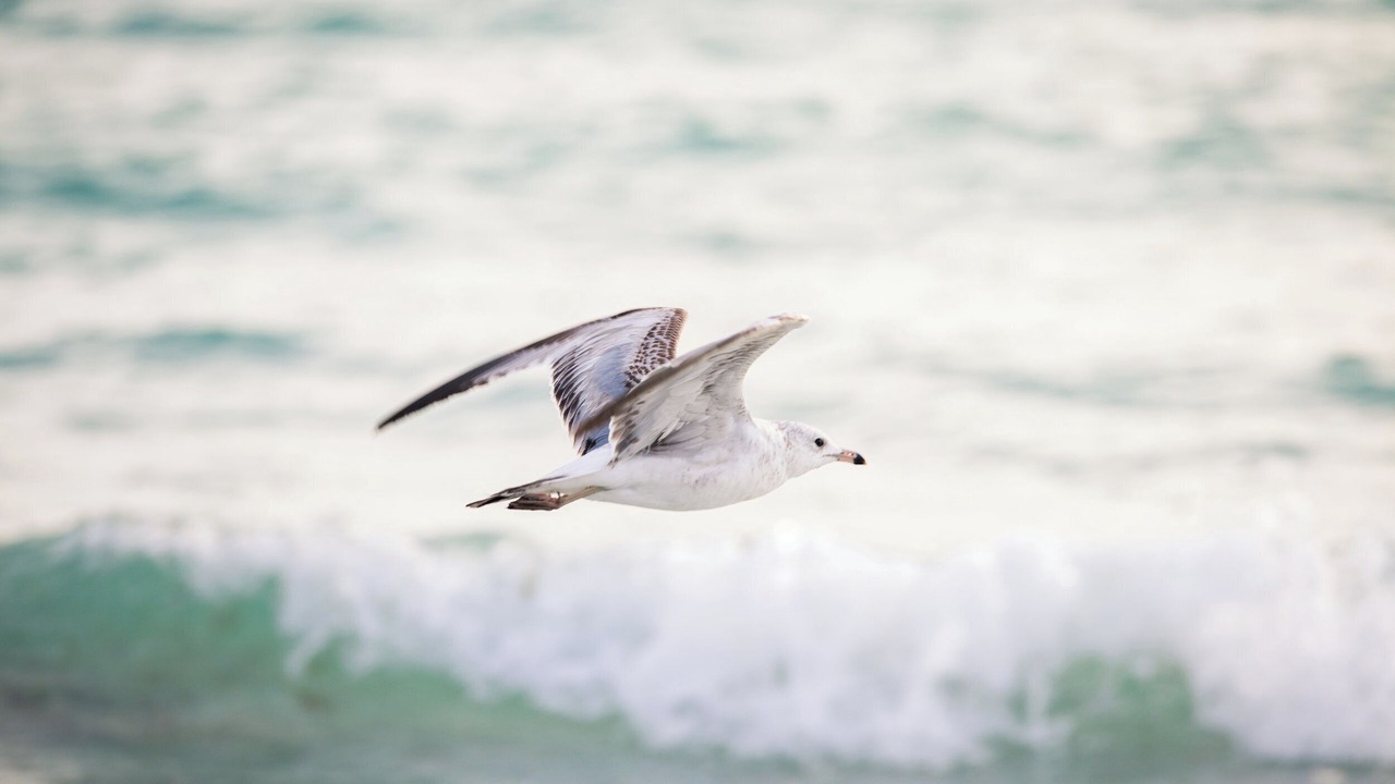 Photo of Others in Siesta Key