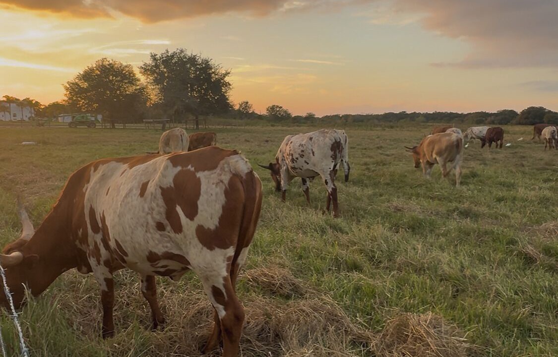 Photo of Others in River Ranch