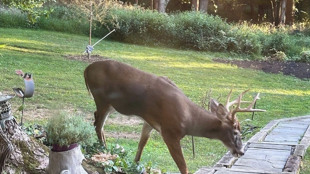 Photo of Others in Ossining