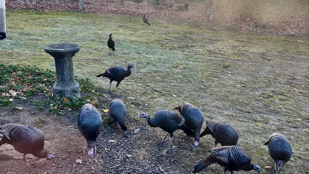 Photo of Others in Ossining