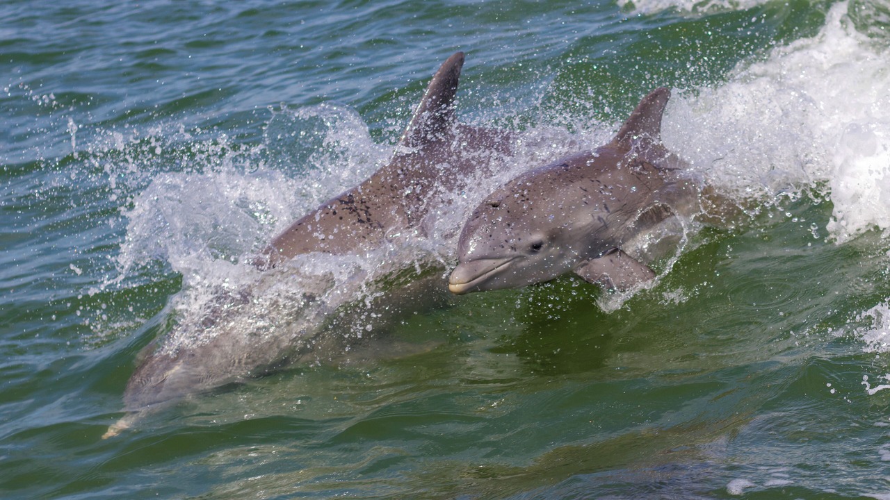 Photo of Others in Floridana Beach