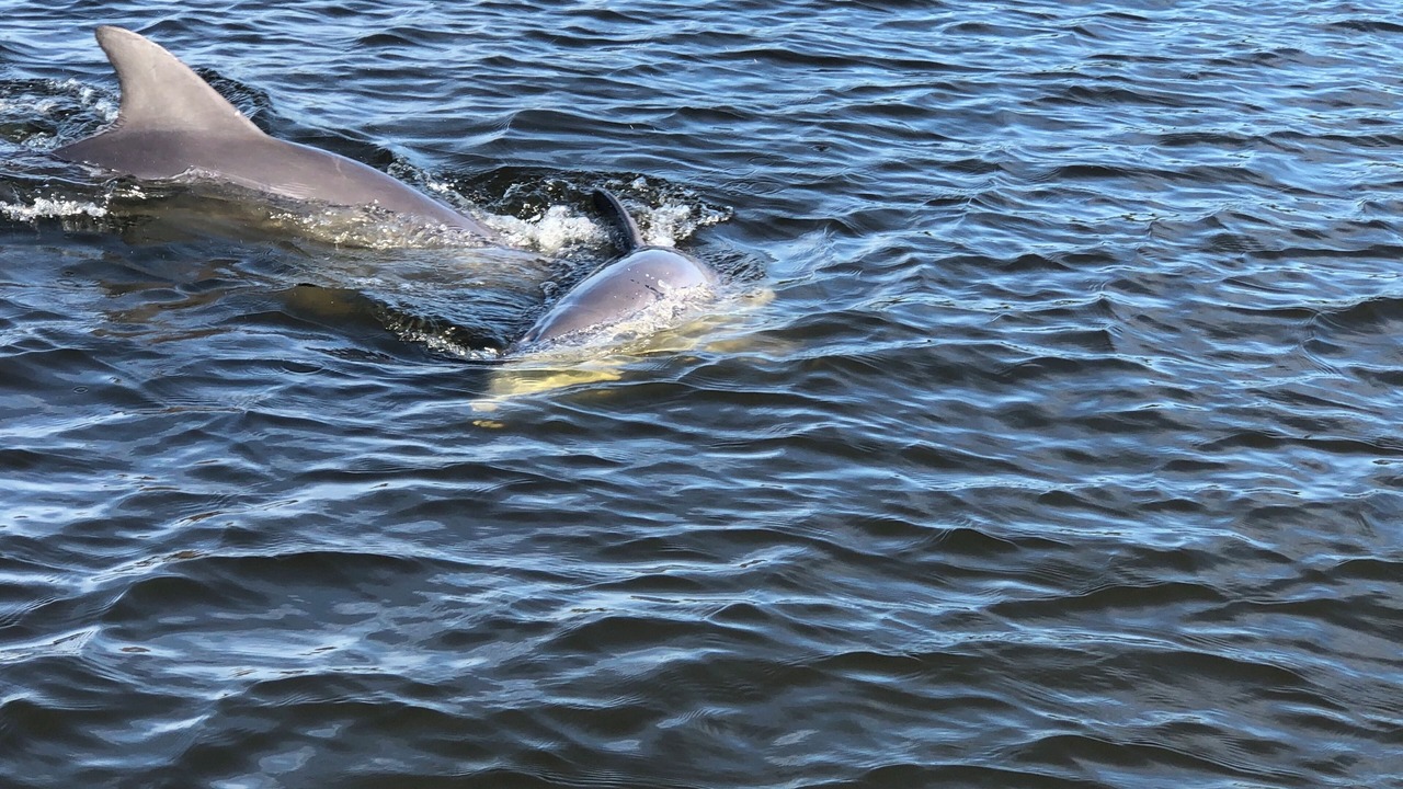 Photo of Others in Fort Myers Beach