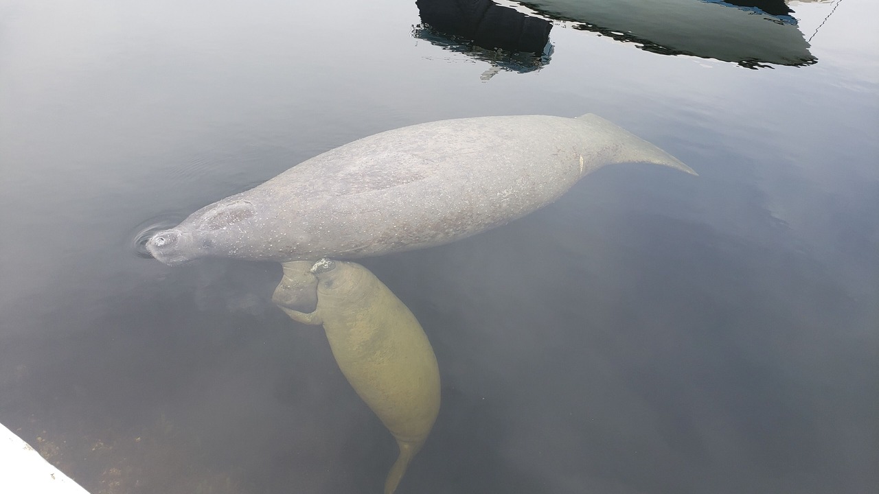 Photo of Others in Key Largo