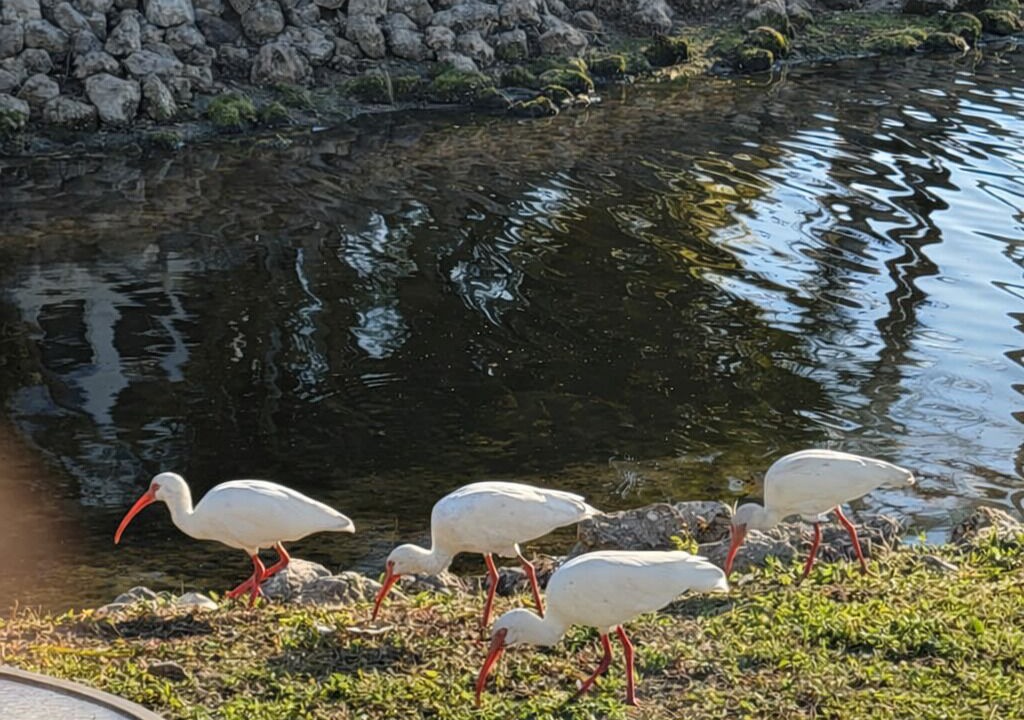 Photo of Outdoor in Fort Myers Beach
