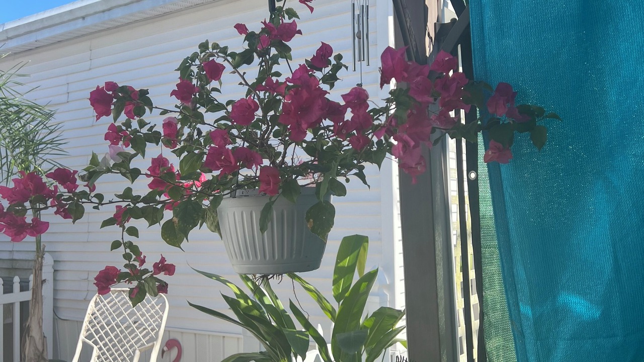 Photo of Patio Balcony in North Naples