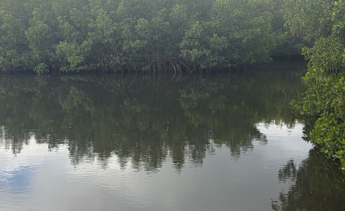 Photo of Others in Palmetto