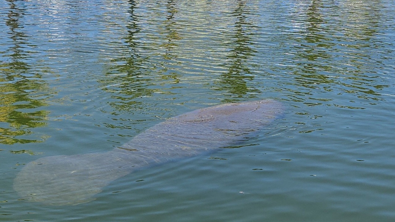 Photo of Others in Key Largo Village