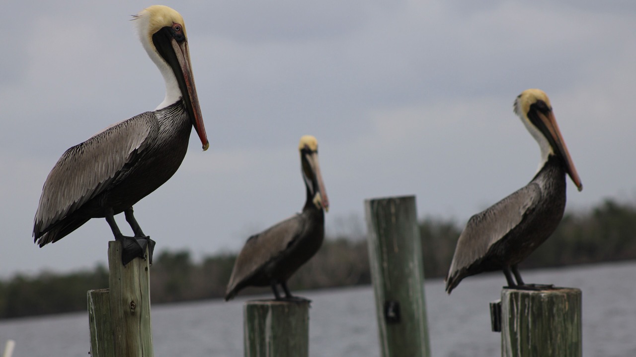 Photo of Others in Fort Myers
