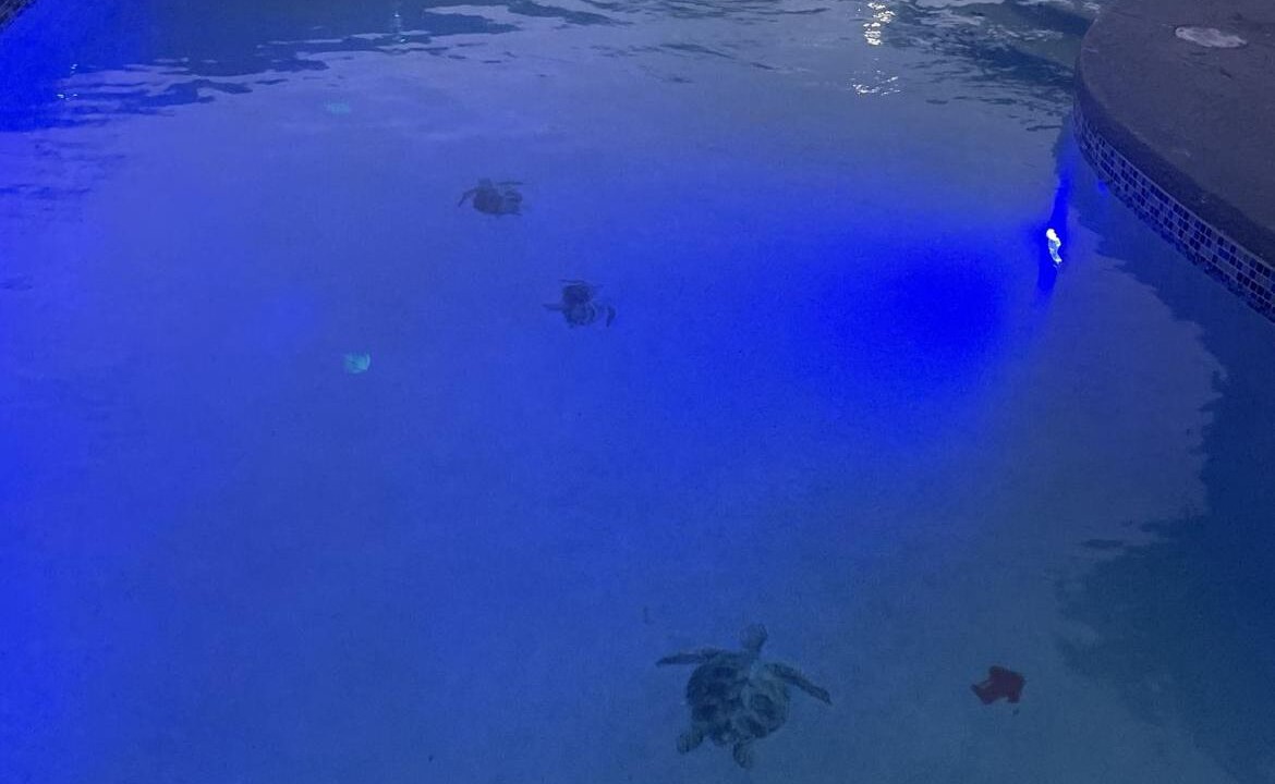 Photo of Outdoor in Citrus Park