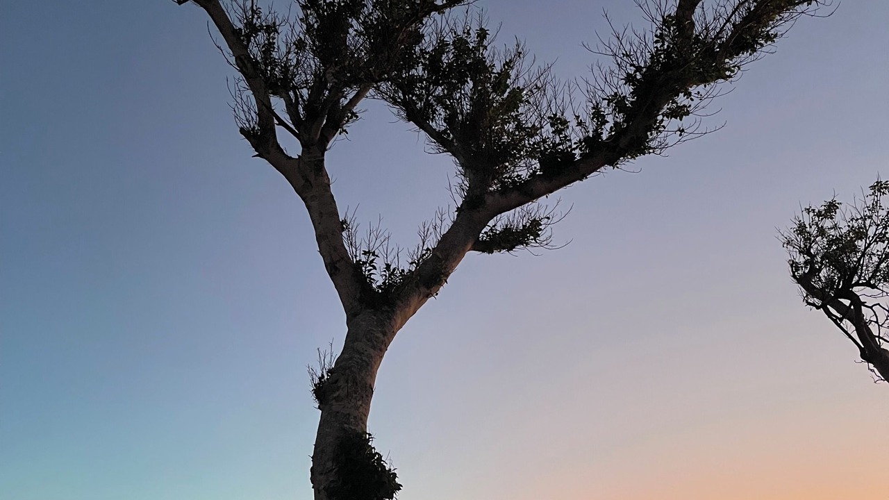 Photo of Others in Sanibel