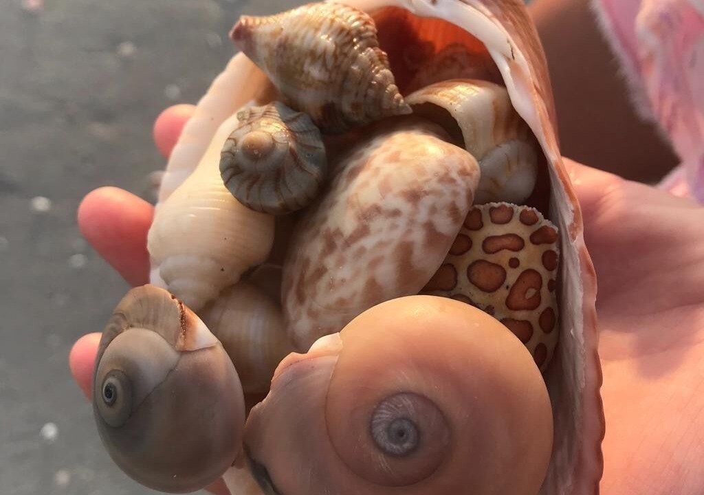 Photo of Others in Sanibel
