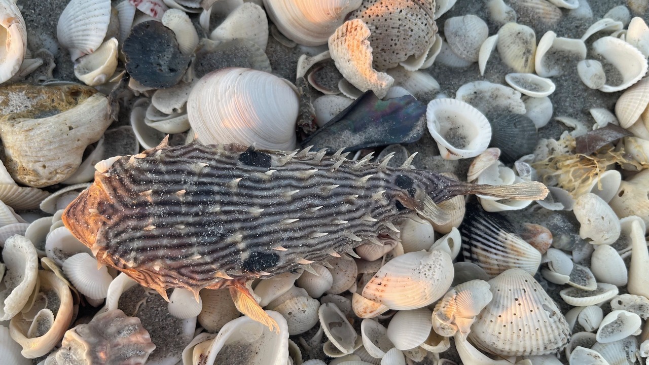 Photo of Others in Sanibel