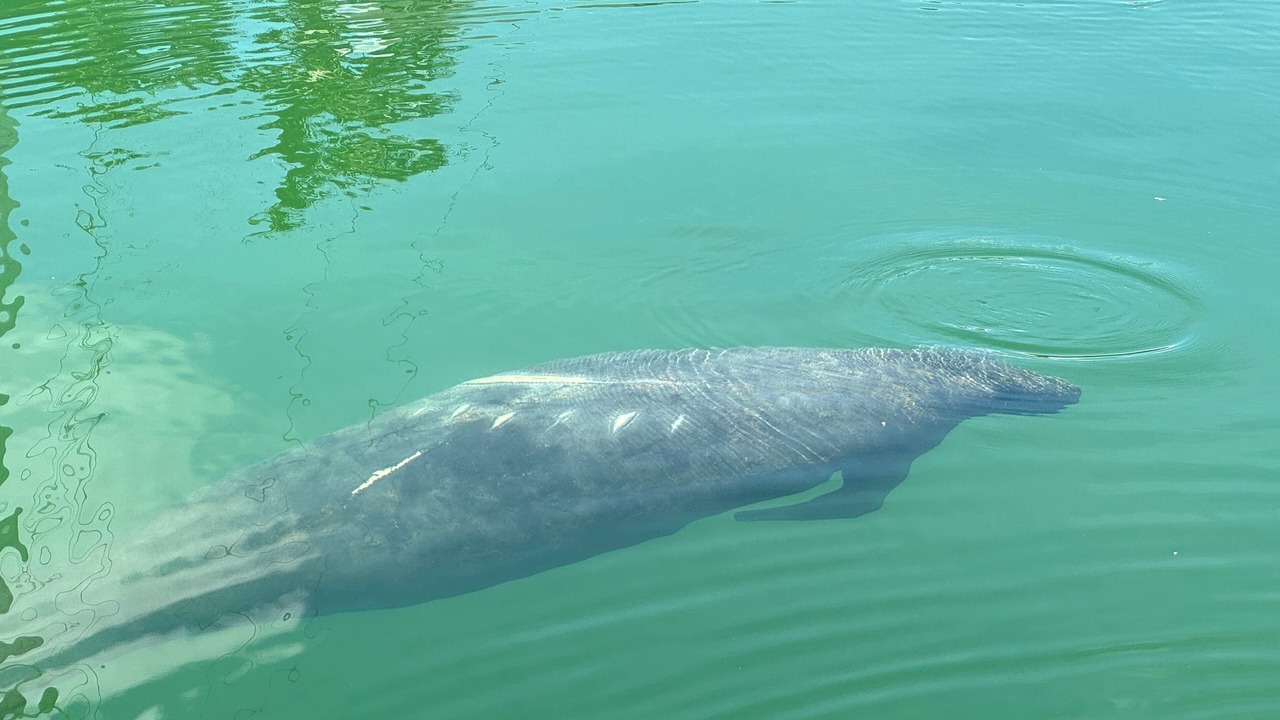Photo of Others in Summerland Key
