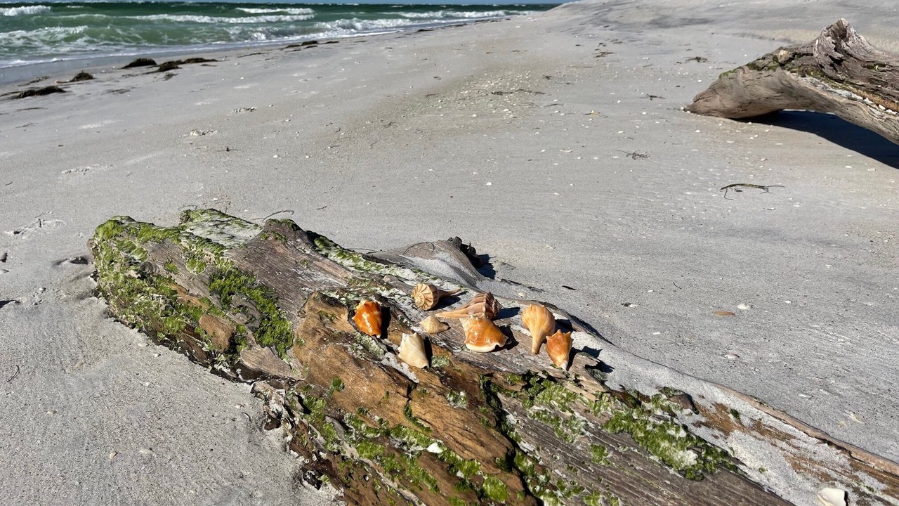 Photo of Others in North Captiva