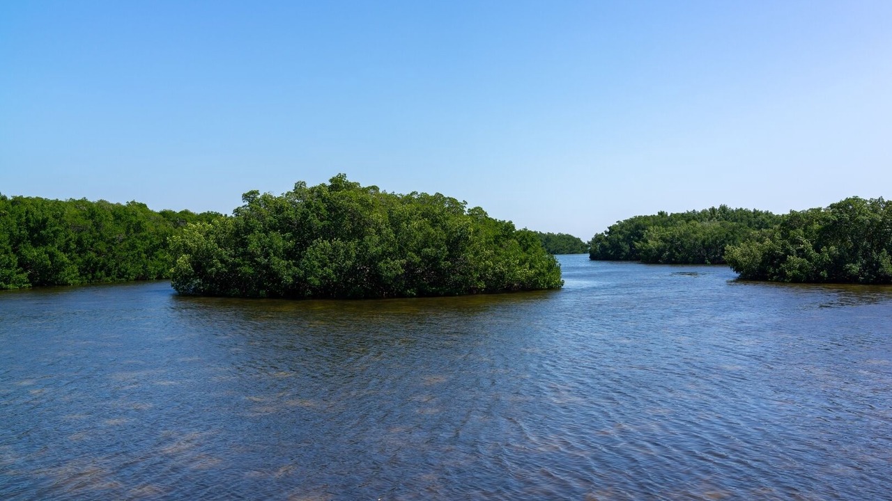 Photo of Others in Feather Sound