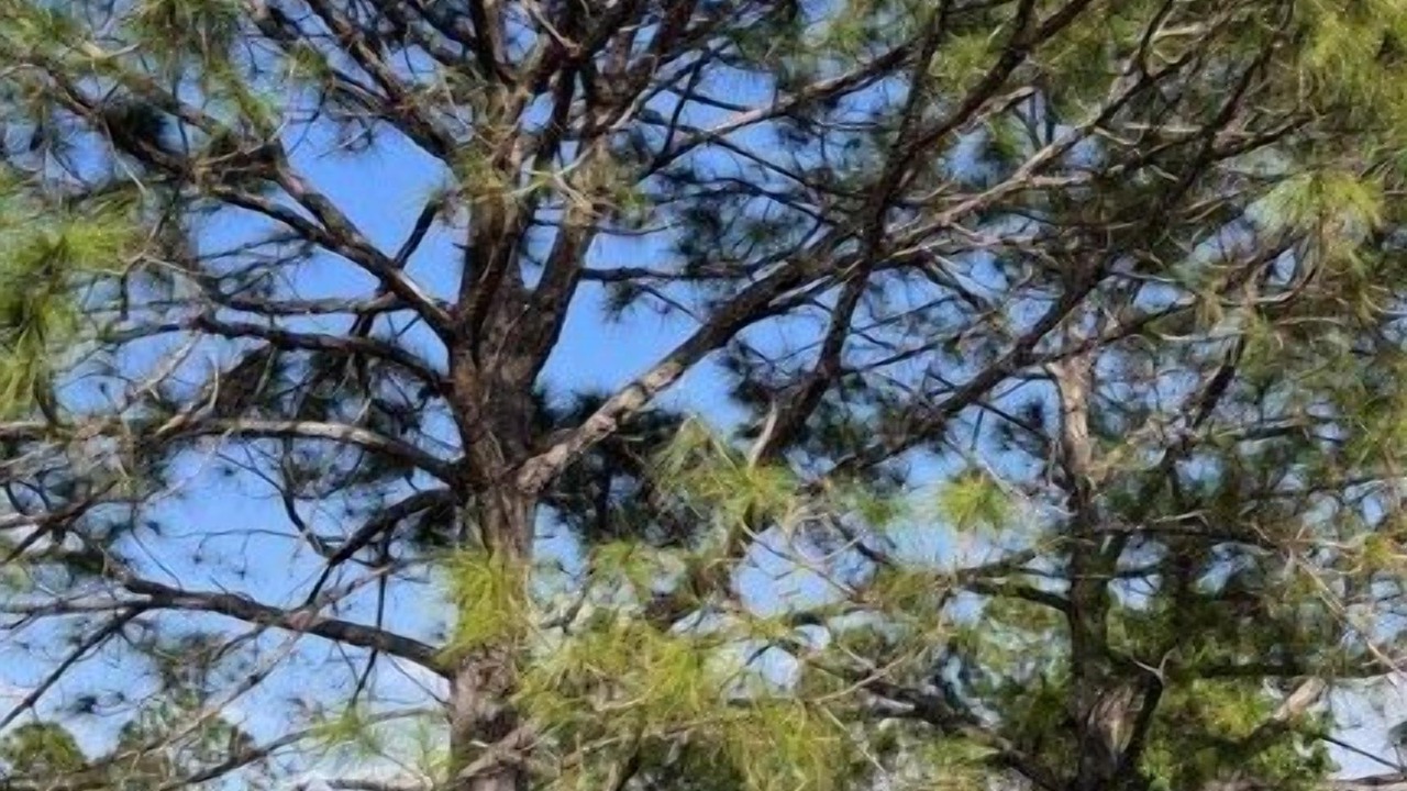 Photo of Others in Poinciana