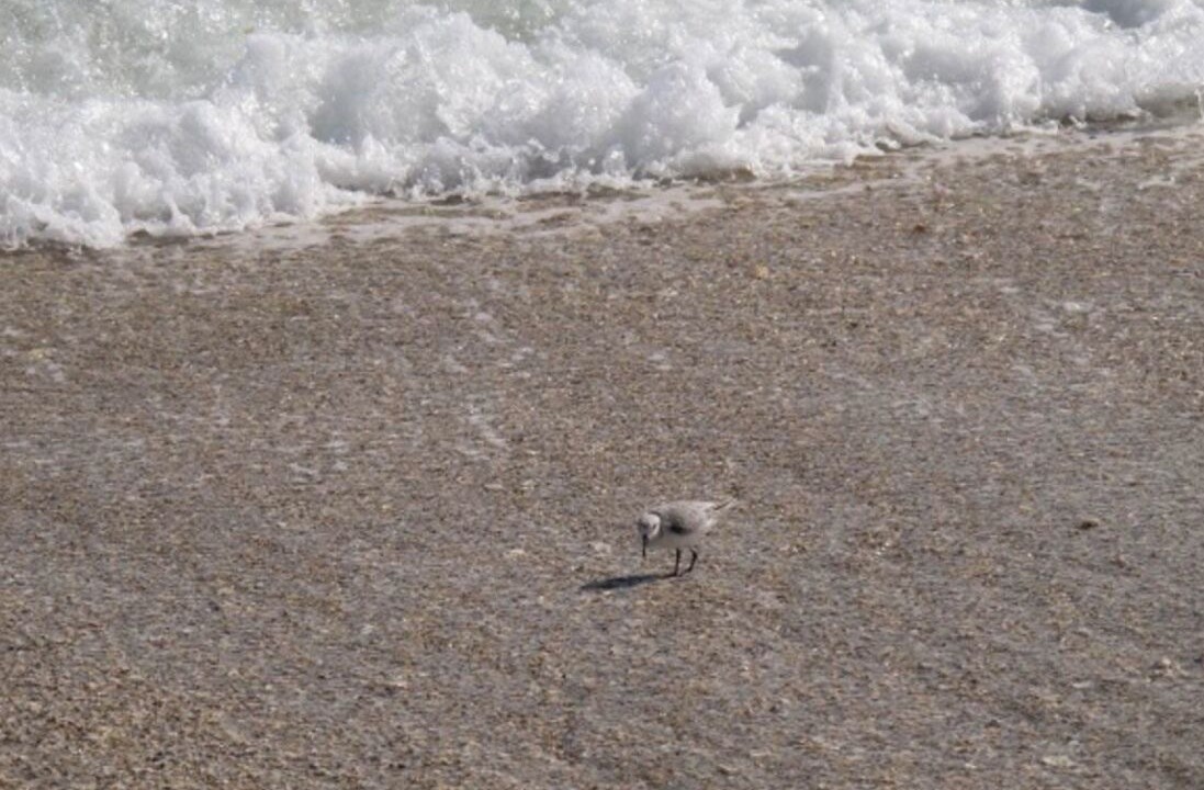 Photo of Others in Hutchinson Island South