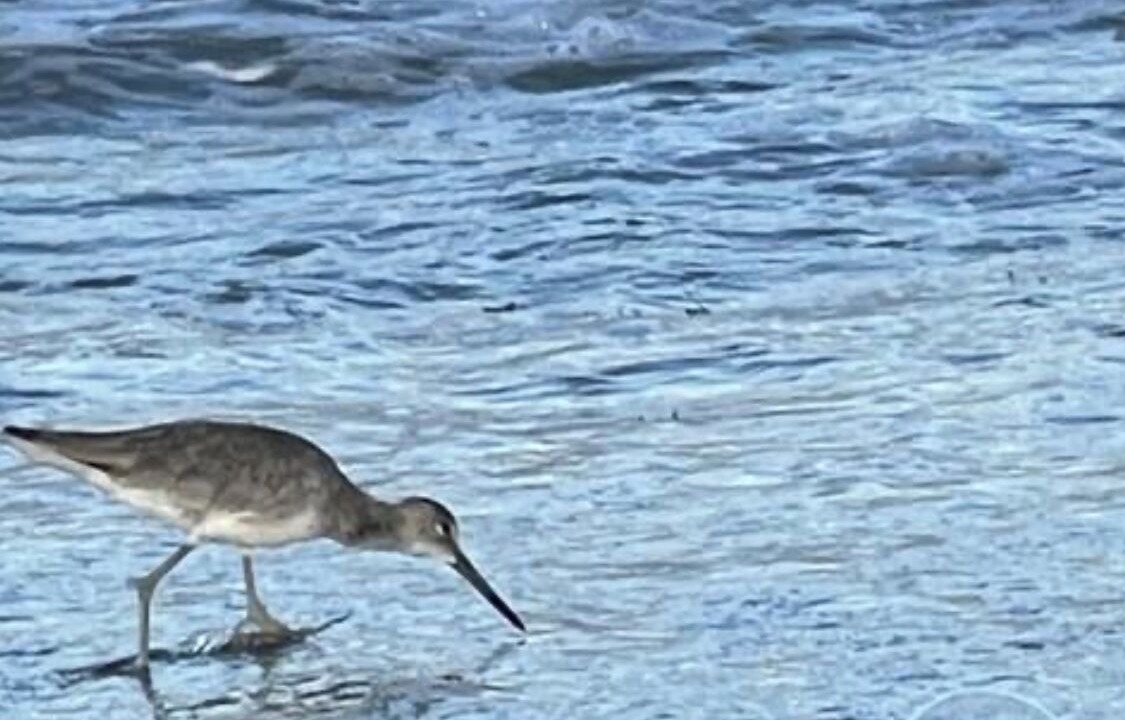 Photo of Others in Hutchinson Island South