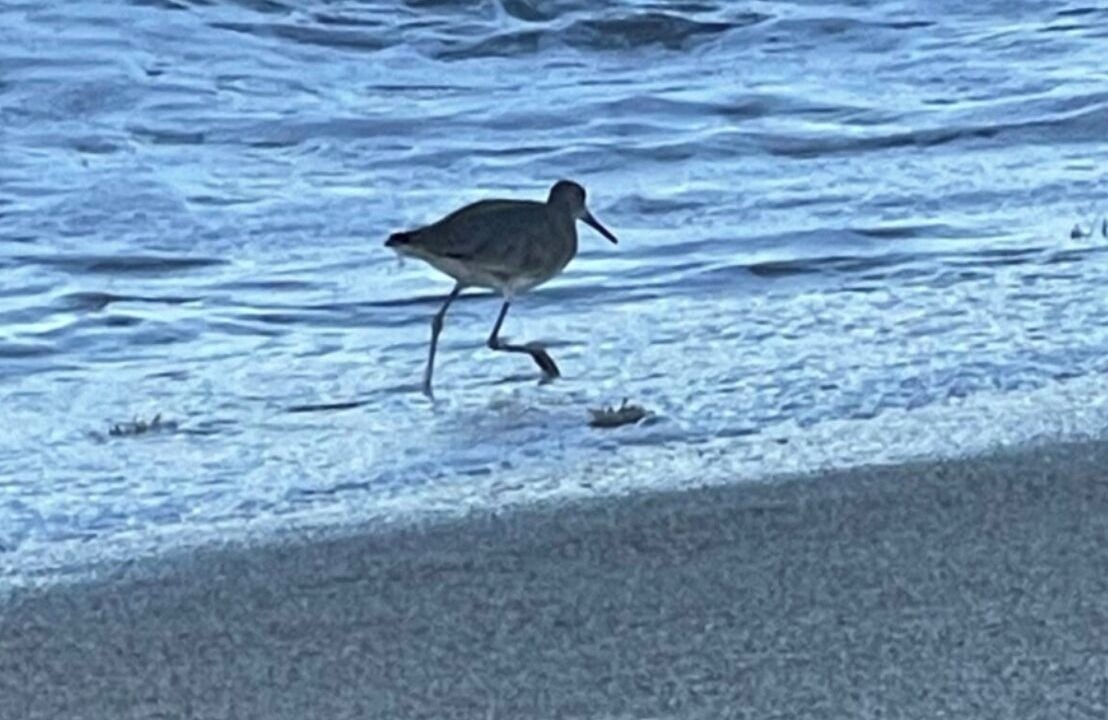 Photo of Others in Hutchinson Island South