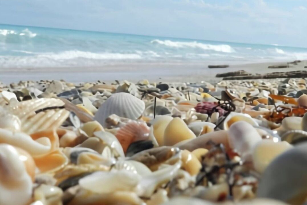 Photo of Others in Hutchinson Island South