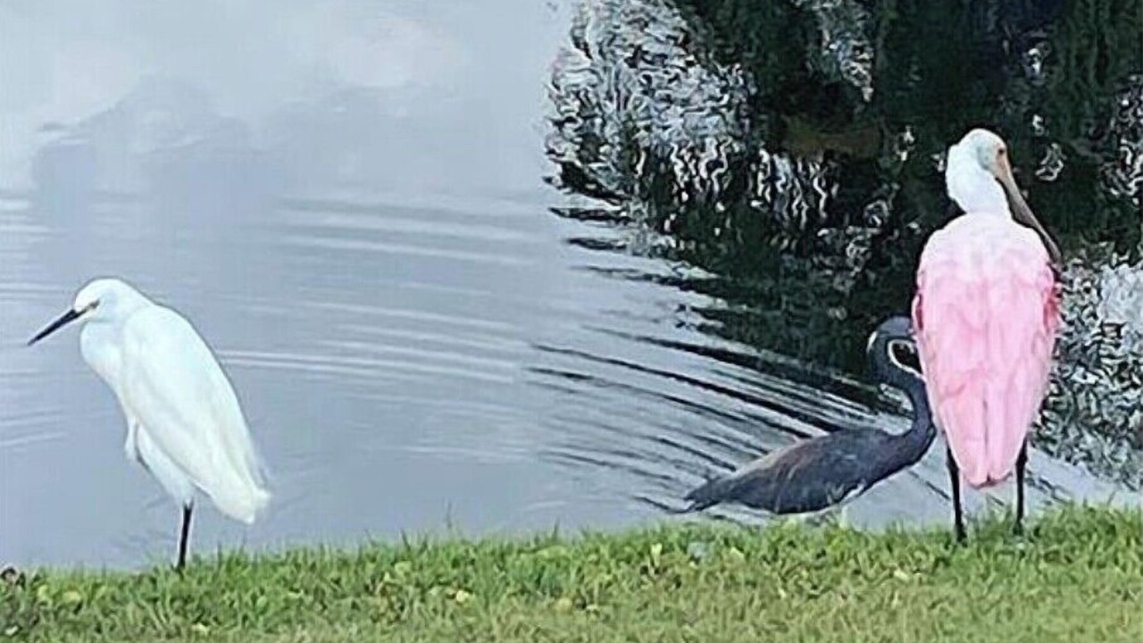 Photo of Others in Palm City