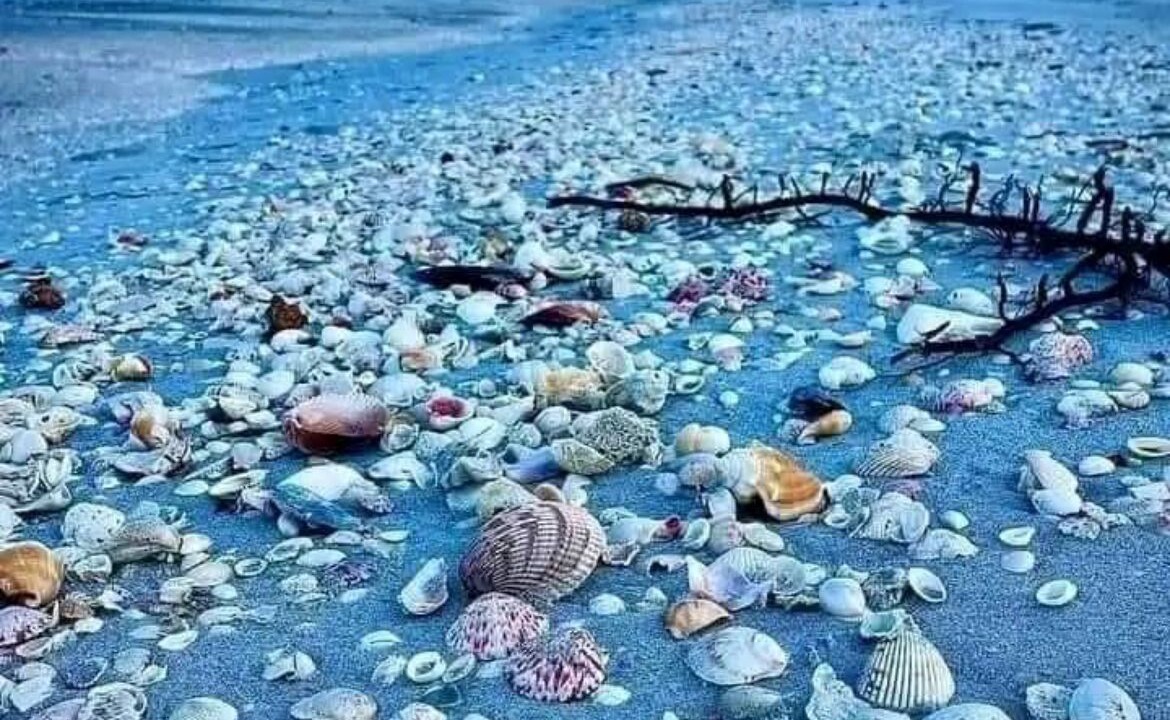 Photo of Others in Shell Harbor
