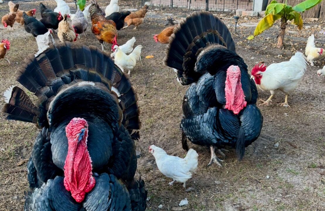 Photo of Others in Jupiter Farms
