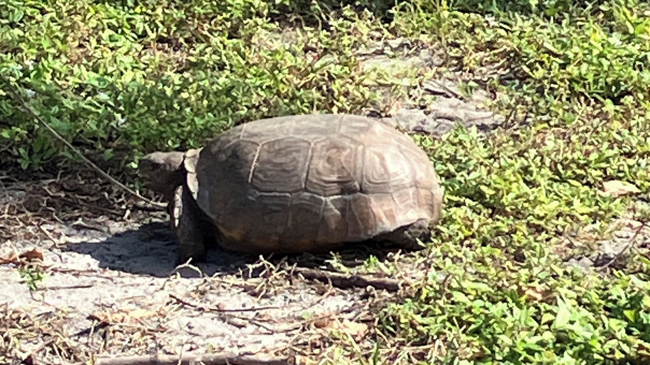 Photo of Others in Hobe Sound