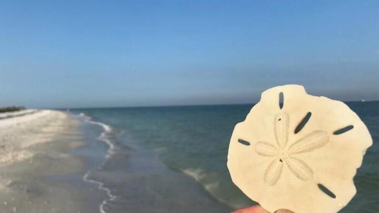 Photo of Others in Fort Myers Beach