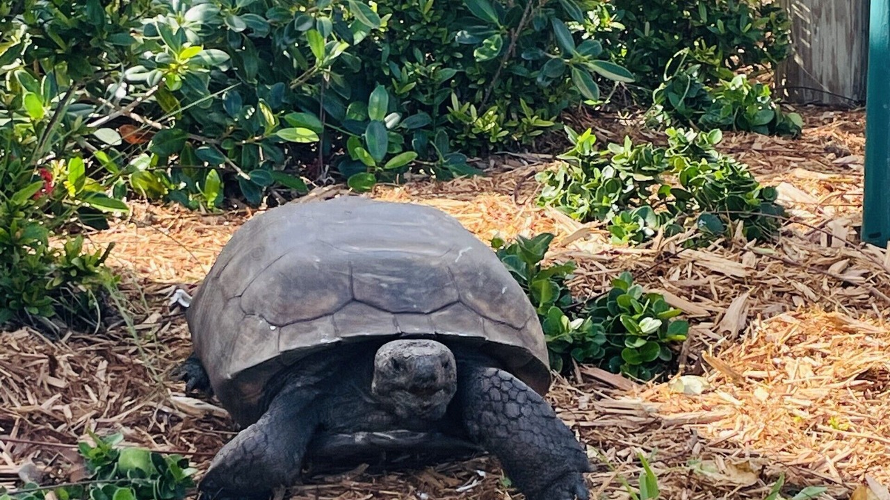 Photo of Others in North Captiva