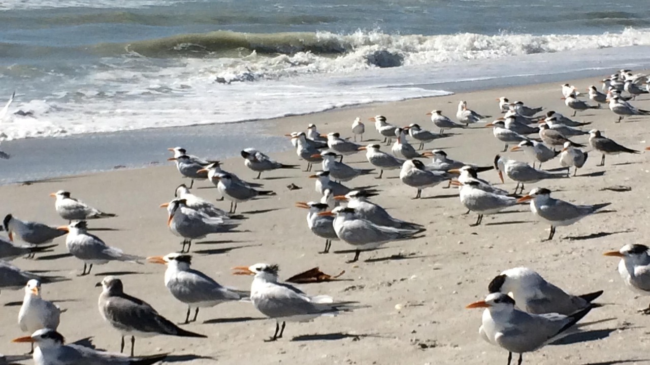 Photo of Others in Sanibel