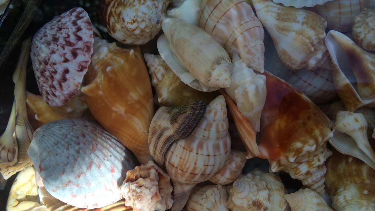Photo of Others in Sanibel