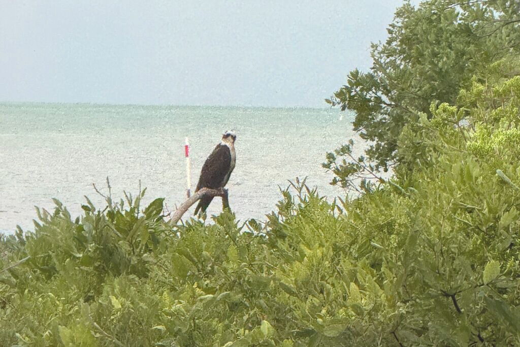 Photo of Others in Tavernier