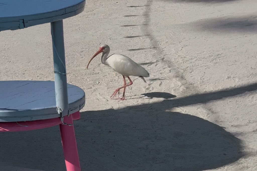 Photo of Others in Tavernier
