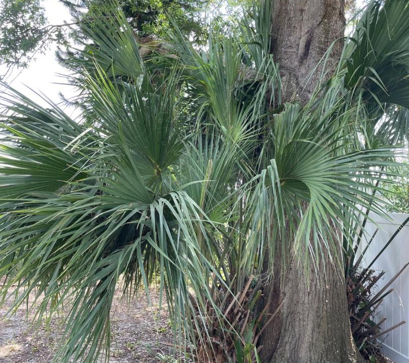 Photo of Others in Lake Alfred