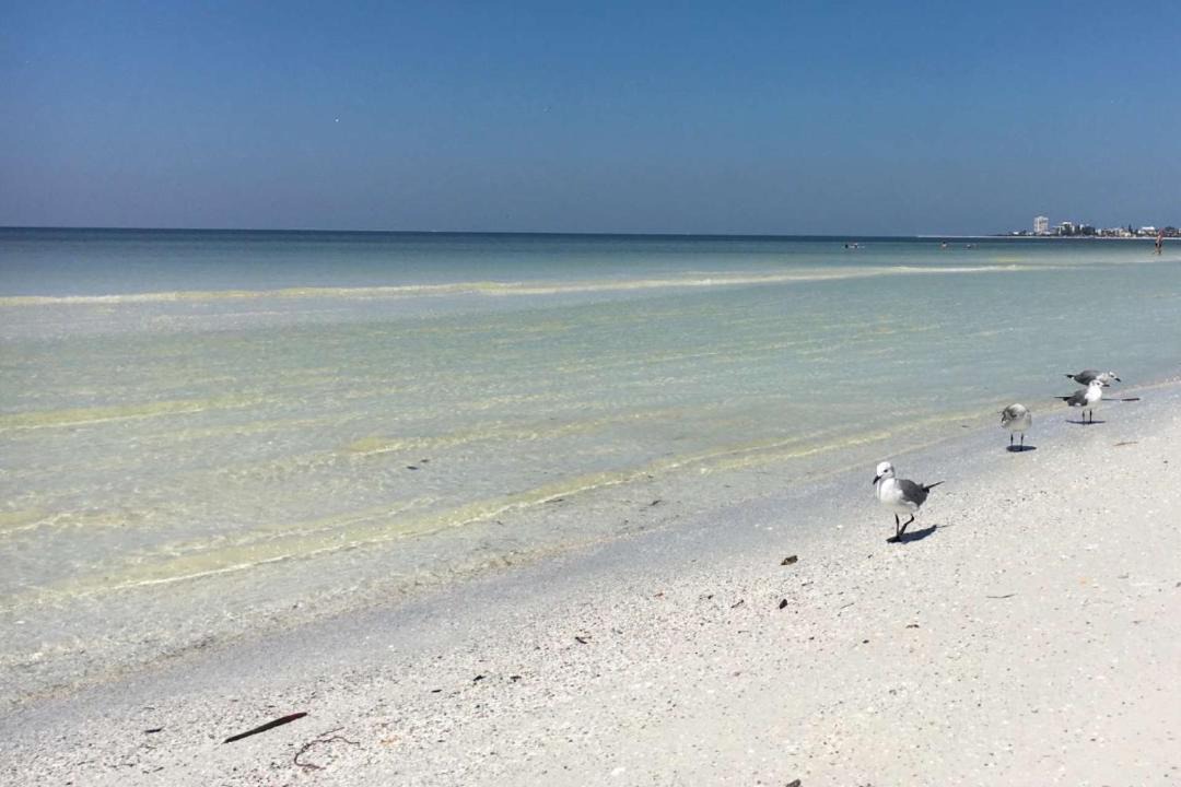 Photo of Others in Saint Armands Key